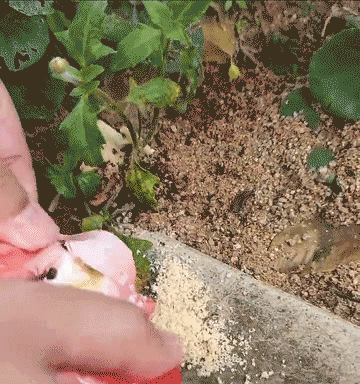 1694520106775640.gif